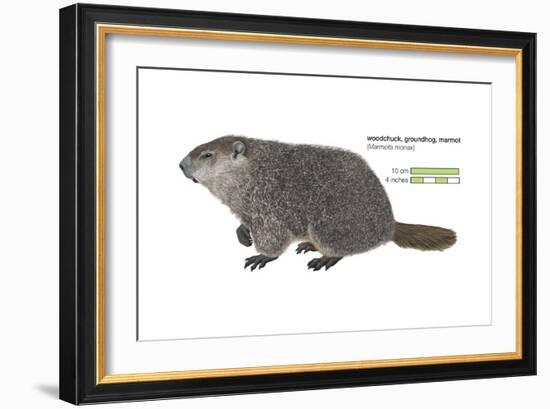 Marmot (Marmota Monax), Groundhog, Woodchuck, Mammals-Encyclopaedia Britannica-Framed Art Print