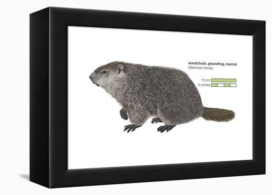 Marmot (Marmota Monax), Groundhog, Woodchuck, Mammals-Encyclopaedia Britannica-Framed Stretched Canvas