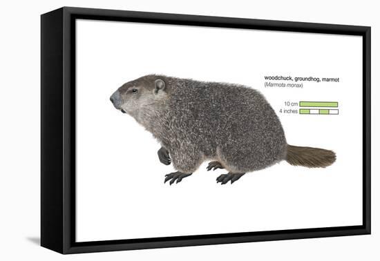 Marmot (Marmota Monax), Groundhog, Woodchuck, Mammals-Encyclopaedia Britannica-Framed Stretched Canvas