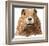 Marmot-Jeannine Saylor-Framed Art Print