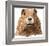 Marmot-Jeannine Saylor-Framed Art Print