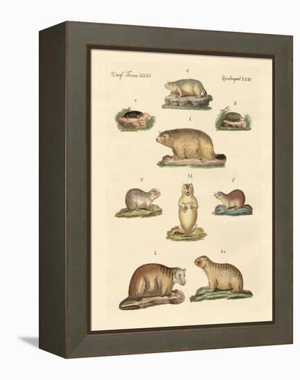 Marmots and Moles-null-Framed Premier Image Canvas