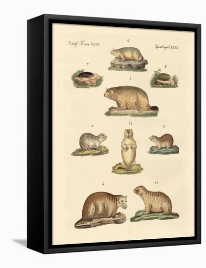 Marmots and Moles-null-Framed Premier Image Canvas