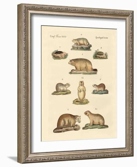 Marmots and Moles-null-Framed Giclee Print