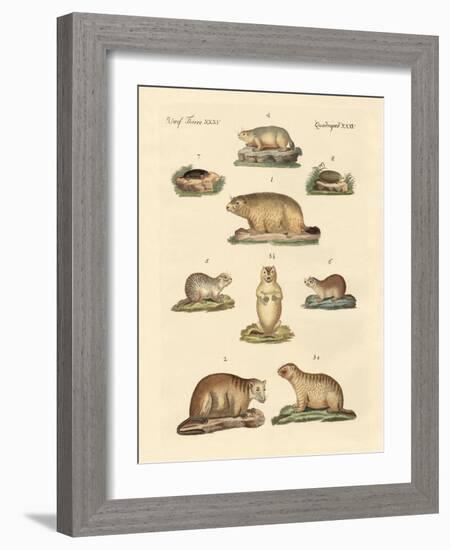 Marmots and Moles-null-Framed Giclee Print