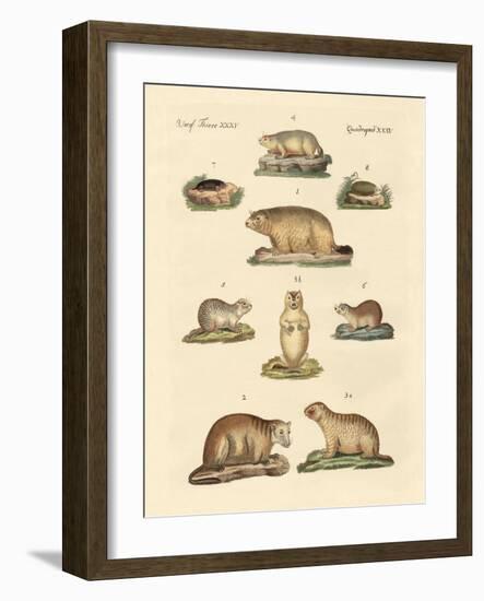 Marmots and Moles-null-Framed Giclee Print