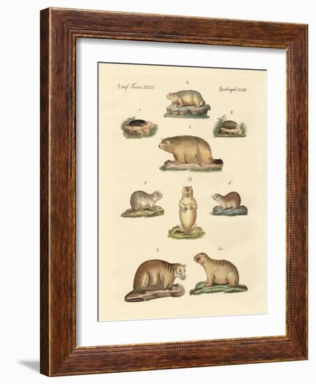 Marmots and Moles-null-Framed Giclee Print