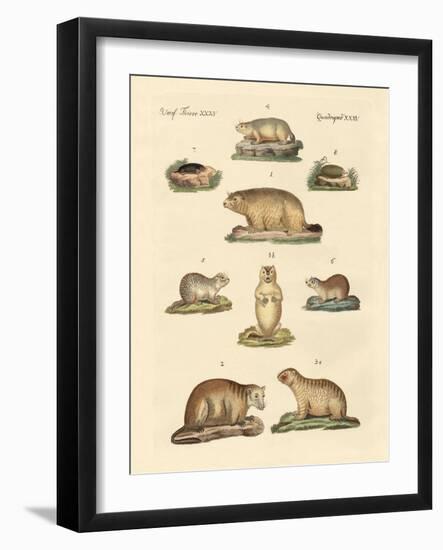 Marmots and Moles-null-Framed Giclee Print