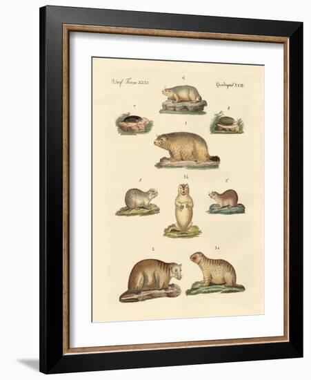 Marmots and Moles-null-Framed Giclee Print