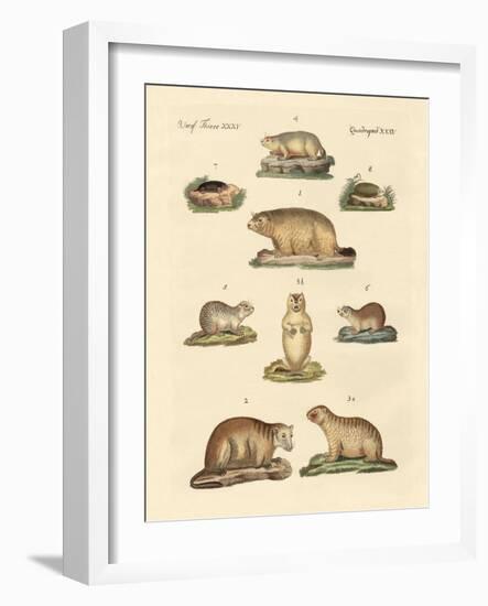 Marmots and Moles-null-Framed Giclee Print