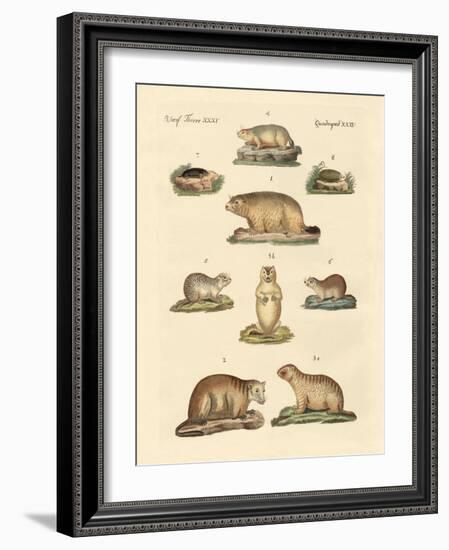 Marmots and Moles-null-Framed Giclee Print