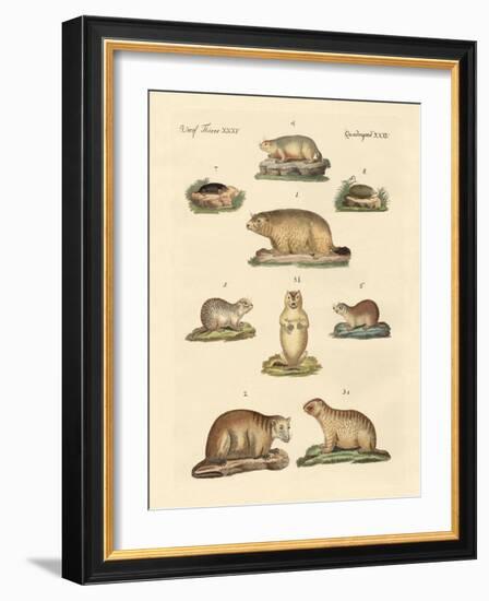 Marmots and Moles-null-Framed Giclee Print