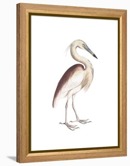 Marone Backed Heron-Maria Mendez-Framed Stretched Canvas