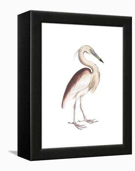 Marone Backed Heron-Maria Mendez-Framed Stretched Canvas