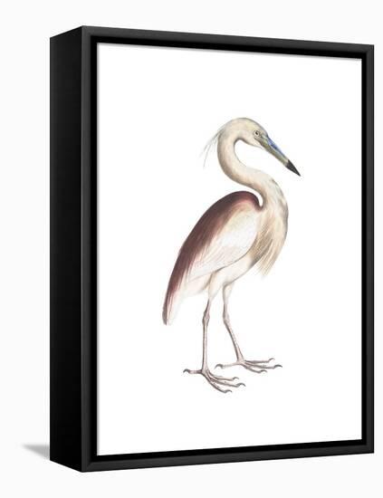 Marone Backed Heron-Maria Mendez-Framed Stretched Canvas