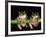 Maroon Eyed Leaf Frogs, Esmeraldas, Ecuador-Pete Oxford-Framed Photographic Print