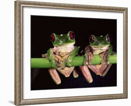 Maroon Eyed Leaf Frogs, Esmeraldas, Ecuador-Pete Oxford-Framed Photographic Print