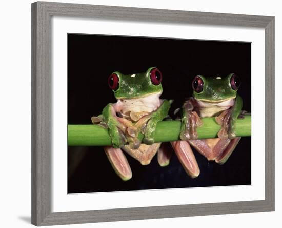 Maroon Eyed Leaf Frogs, Esmeraldas, Ecuador-Pete Oxford-Framed Photographic Print