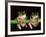 Maroon Eyed Leaf Frogs, Esmeraldas, Ecuador-Pete Oxford-Framed Photographic Print