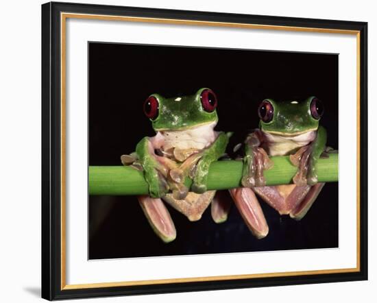 Maroon Eyed Leaf Frogs, Esmeraldas, Ecuador-Pete Oxford-Framed Photographic Print