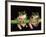 Maroon Eyed Leaf Frogs, Esmeraldas, Ecuador-Pete Oxford-Framed Photographic Print