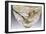 Marqueterie Intercalaire Engraved, Applied and Overlay Coupe-Émile Gallé-Framed Giclee Print