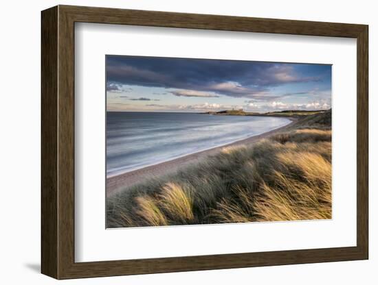 Marram grass and sand dunes, Embleton Bay, Northumberland-Ross Hoddinott-Framed Photographic Print