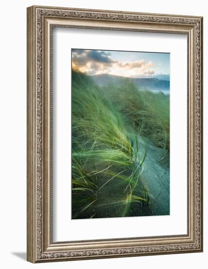 Marram Grass Blows in the Wind, Harlech, Gwynedd, Wales, United Kingdom, Europe-John Alexander-Framed Photographic Print