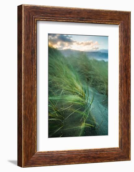 Marram Grass Blows in the Wind, Harlech, Gwynedd, Wales, United Kingdom, Europe-John Alexander-Framed Photographic Print