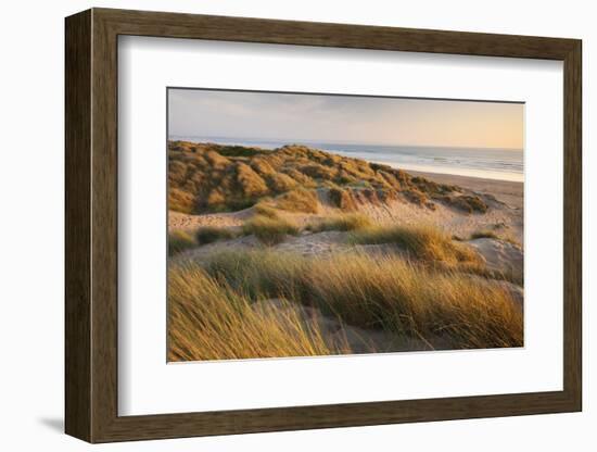 Marram Grass on the Sand Dunes of Braunton Burrows, Looking Towards Saunton Sands, Devon-Adam Burton-Framed Photographic Print