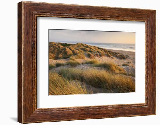 Marram Grass on the Sand Dunes of Braunton Burrows, Looking Towards Saunton Sands, Devon-Adam Burton-Framed Photographic Print