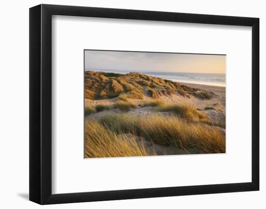 Marram Grass on the Sand Dunes of Braunton Burrows, Looking Towards Saunton Sands, Devon-Adam Burton-Framed Photographic Print