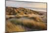 Marram Grass on the Sand Dunes of Braunton Burrows, Looking Towards Saunton Sands, Devon-Adam Burton-Mounted Photographic Print