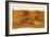 Mars Topographical Map, Satellite Image-Detlev Van Ravenswaay-Framed Photographic Print