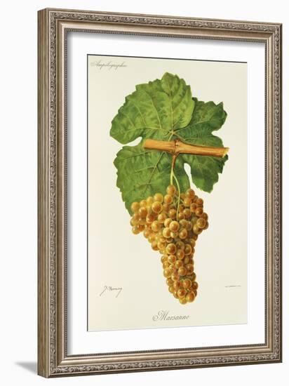 Marsanne Grape-J. Troncy-Framed Giclee Print