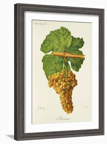 Marsanne Grape-J. Troncy-Framed Giclee Print