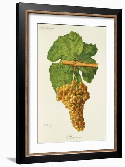 Marsanne Grape-J. Troncy-Framed Giclee Print