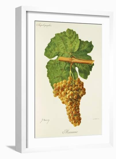 Marsanne Grape-J. Troncy-Framed Giclee Print