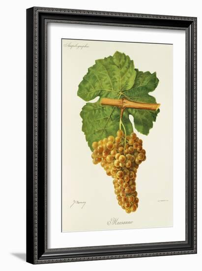 Marsanne Grape-J. Troncy-Framed Giclee Print