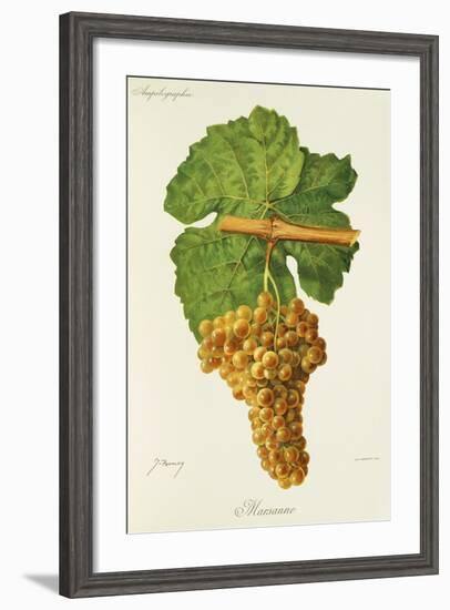 Marsanne Grape-J. Troncy-Framed Giclee Print