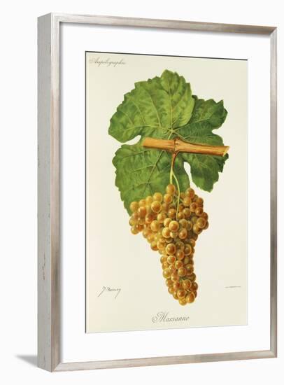 Marsanne Grape-J. Troncy-Framed Giclee Print