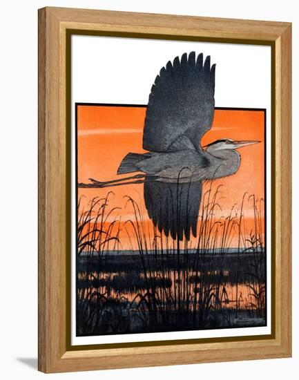 "Marsh Bird,"October 3, 1925-Paul Bransom-Framed Premier Image Canvas