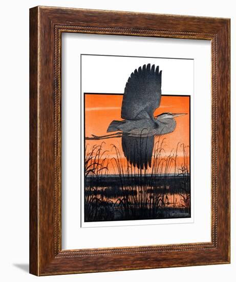 "Marsh Bird,"October 3, 1925-Paul Bransom-Framed Giclee Print