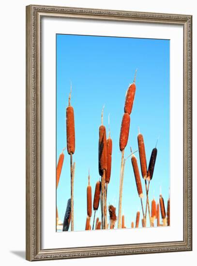 Marsh Bulrush on Celestial Background-basel101658-Framed Photographic Print