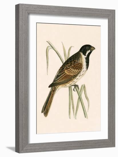 Marsh Bunting,  from 'A History of the Birds of Europe Not Observed in the British Isles'-English-Framed Giclee Print