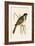 Marsh Bunting,  from 'A History of the Birds of Europe Not Observed in the British Isles'-English-Framed Giclee Print