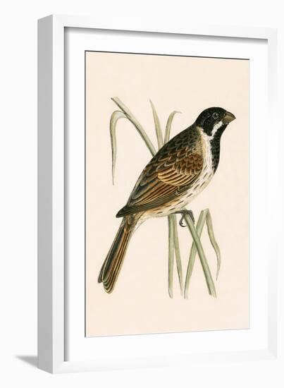 Marsh Bunting,  from 'A History of the Birds of Europe Not Observed in the British Isles'-English-Framed Giclee Print