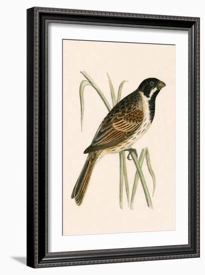 Marsh Bunting,  from 'A History of the Birds of Europe Not Observed in the British Isles'-English-Framed Giclee Print