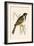 Marsh Bunting,  from 'A History of the Birds of Europe Not Observed in the British Isles'-English-Framed Giclee Print