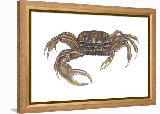 Marsh Fiddler Crab (Uca Pugnax), Crustaceans-Encyclopaedia Britannica-Framed Stretched Canvas